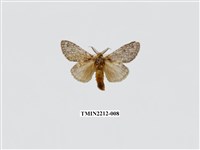 藏品(佩胯舟蛾)的圖片